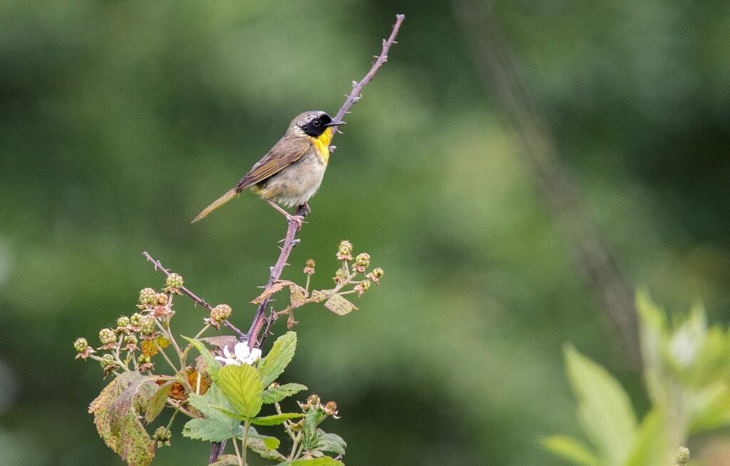 yellow and brown bird