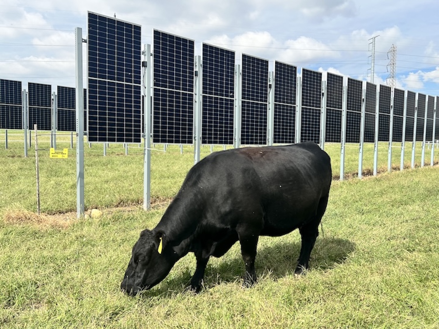 A black cow grazes in front of rows of solar panels.