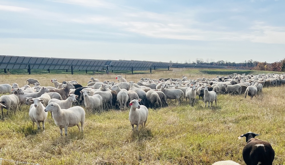 A herd of sheep stand in a field with solar panels behind them.