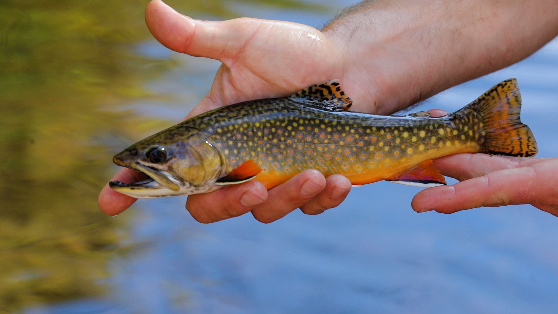 Brook Trout in hand