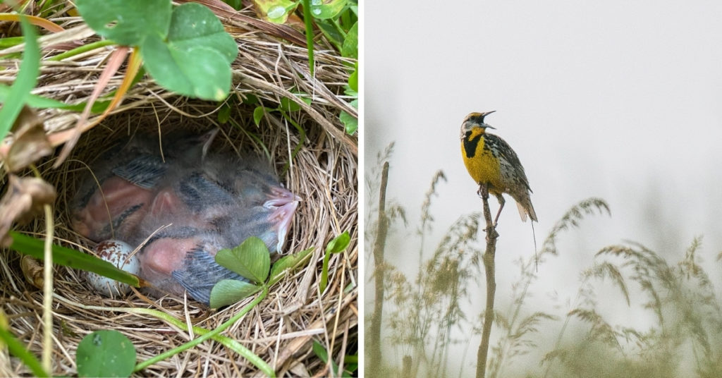 Virginia Grassland Bird Initiative offers financial incentives for delayed haying and summer pasture stockpiling