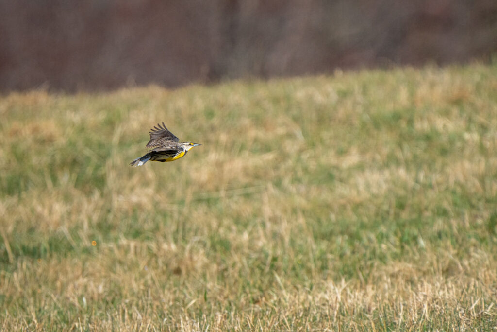 Virginia Grassland Bird Initiative offers financial incentives for delayed haying and summer pasture stockpiling