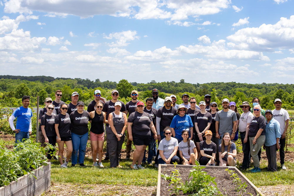 community farm volunteers packing eggplant