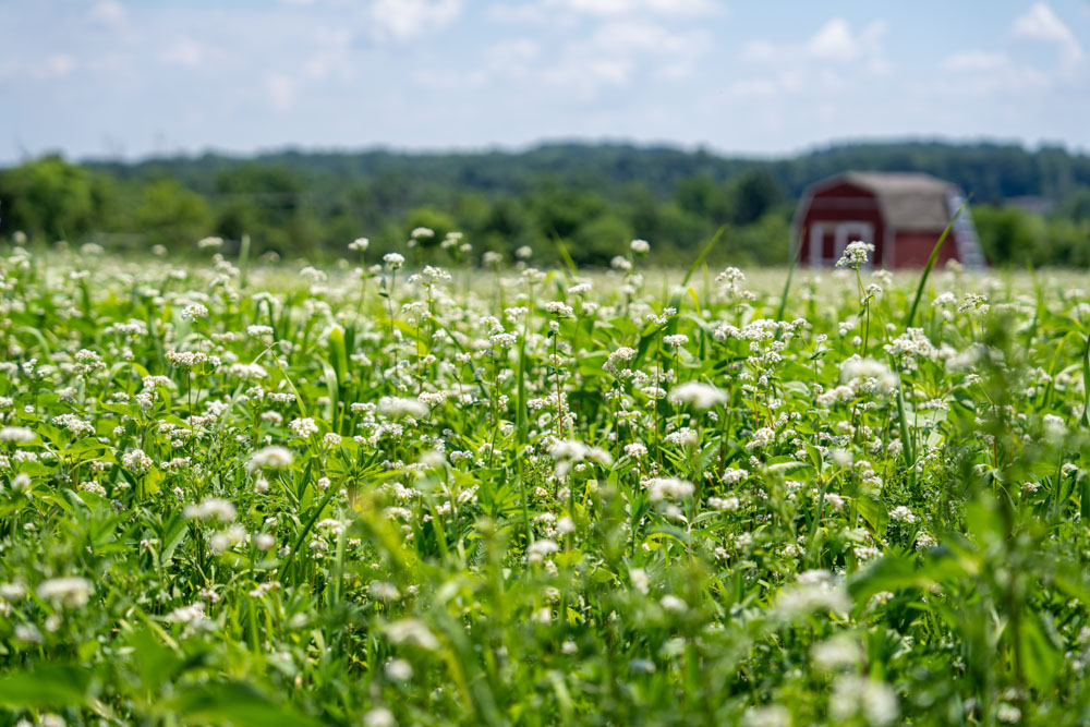 a field with rows of cover crop between squash plants