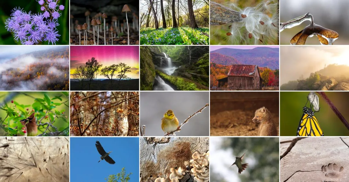 grid of 20 different of photos of wildlife, plants, landscapes
