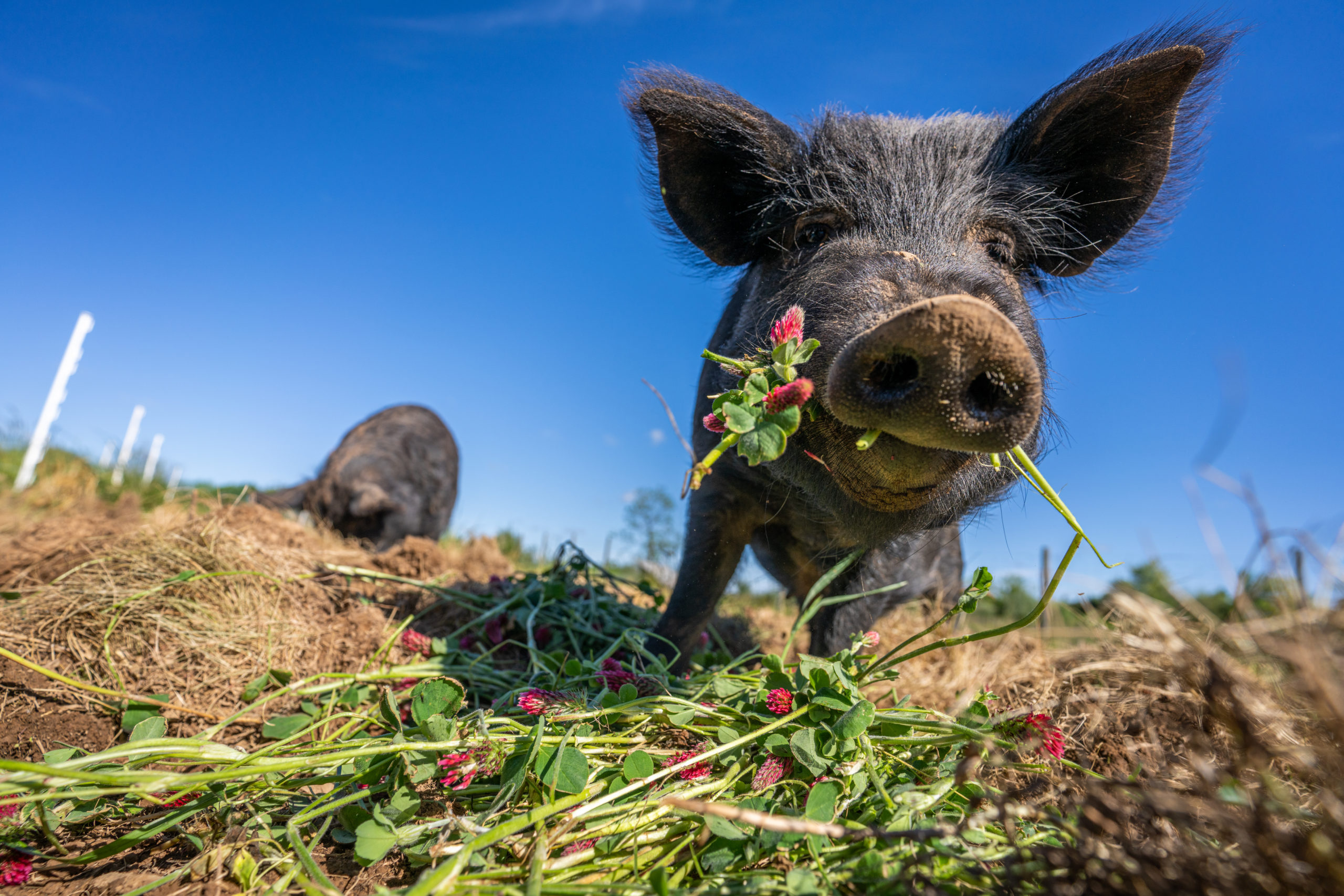 a heritage pig eating a flower