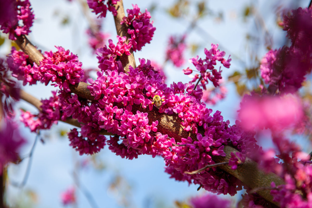 The Larson Native Plant Garden - The Piedmont Environmental Council